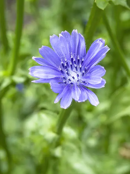 441051 - Endive (Cichorium endivia)