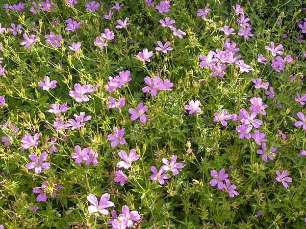 427056 - Endres cranesbill (Geranium endressii)
