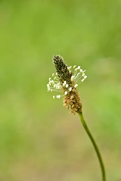 558271 - English plantain (Plantago lanceolata)