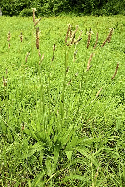 558272 - English plantain (Plantago lanceolata)