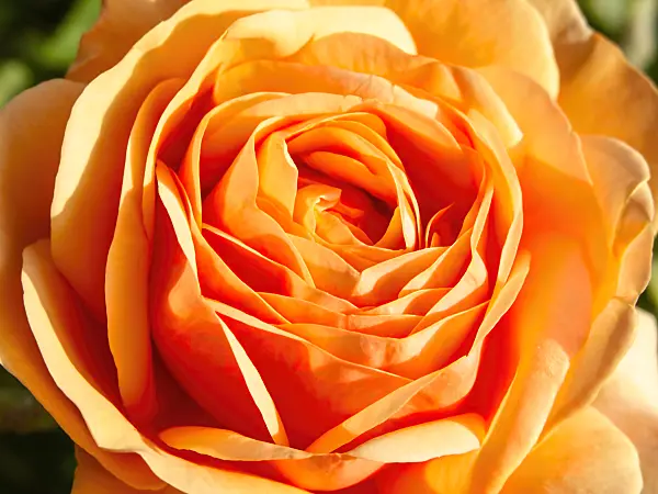 461071 - English rose (Rosa Charles Austin)