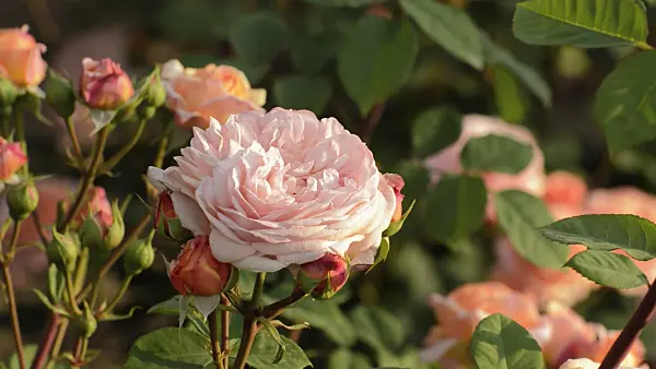 509079 - English rose (Rosa Charles Austin)