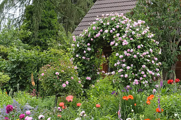473123 - English rose (Rosa Constance Spry)