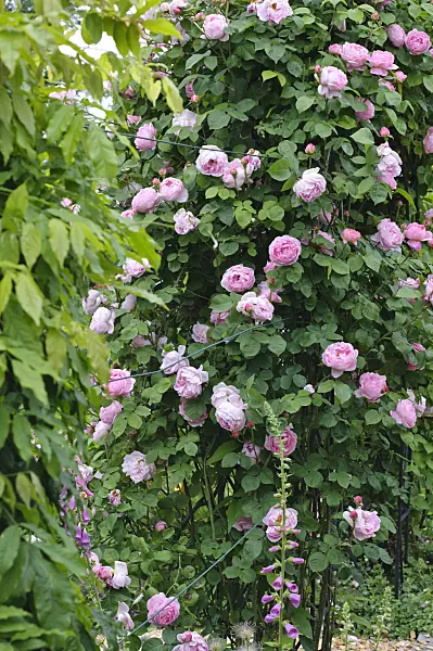 473127 - English rose (Rosa Constance Spry)