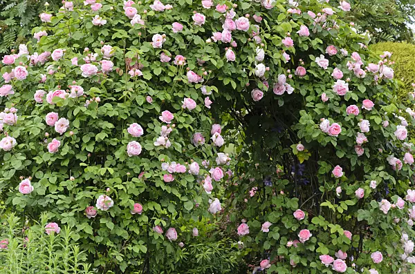 521081 - English rose (Rosa Constance Spry)