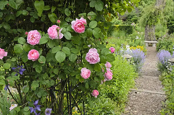 521087 - English rose (Rosa Constance Spry)
