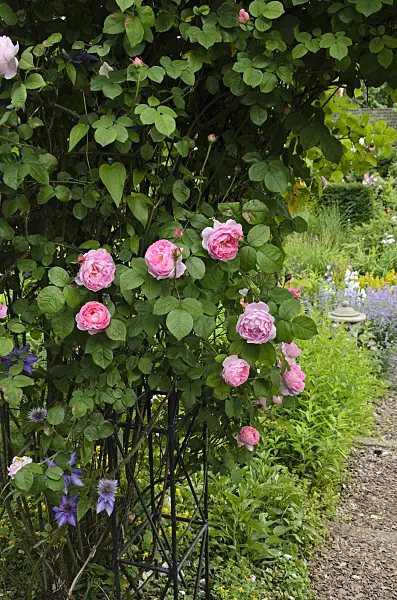 521088 - English rose (Rosa Constance Spry)
