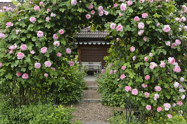 521090 - English rose (Rosa Constance Spry)