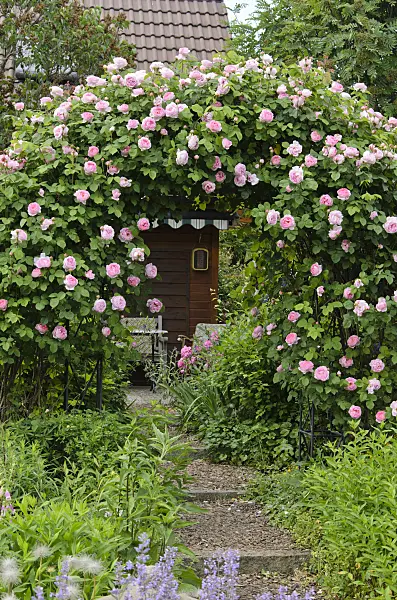 521091 - English rose (Rosa Constance Spry)