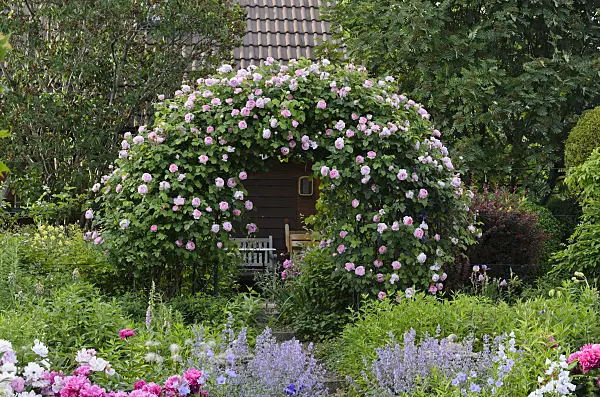 521094 - English rose (Rosa Constance Spry)
