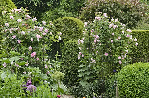 545136 - English rose (Rosa Constance Spry)