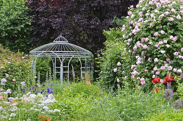473113 - English rose (Rosa Constance Spry) with garden pavilion