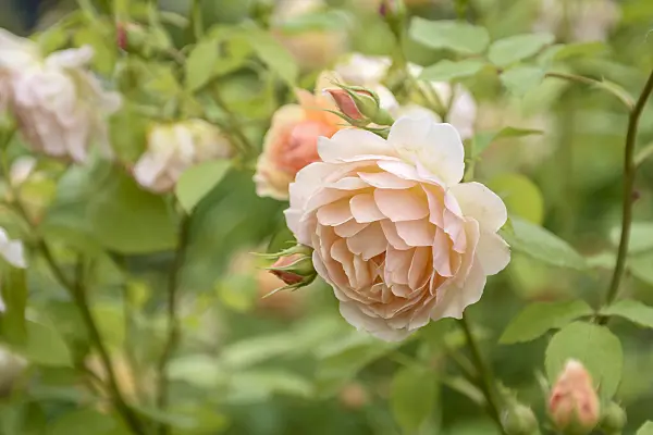 535324 - English rose (Rosa Grace)