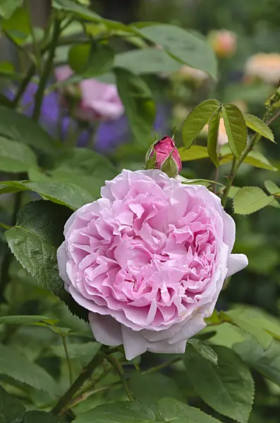 496384 - English rose (Rosa Mary Rose)