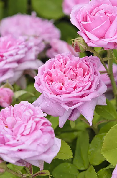 521261 - English rose (Rosa Mary Rose)