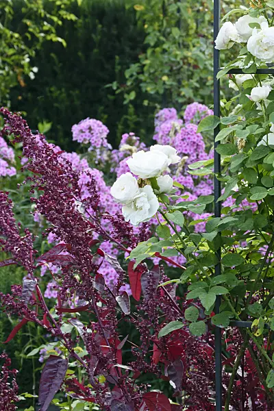 559087 - English rose (Rosa Winchester Cathedral) and red garden orache (Atriplex hortensis var. rubra)