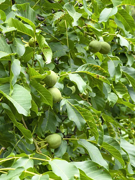 463050 - English walnut (Juglans regia)