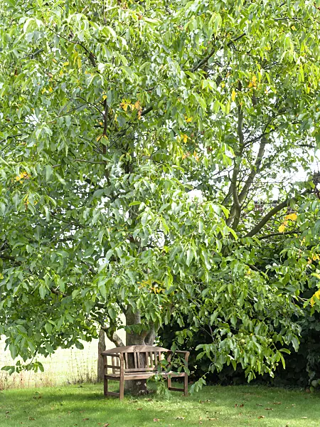 476190 - English walnut (Juglans regia)