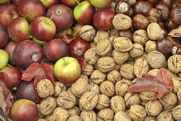 517299 - English walnuts (Juglans regia), orchard apples (Malus x domestica) and common horse chestnuts (Aesculus hippocastanum)