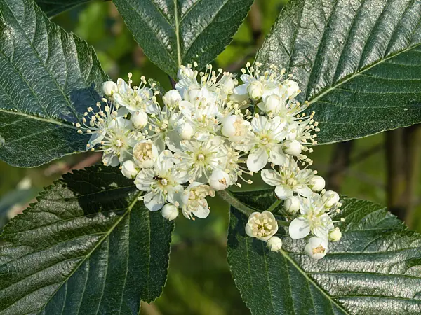 460087 - English whitebeam (Sorbus anglica)