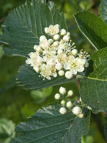 460088 - English whitebeam (Sorbus anglica)