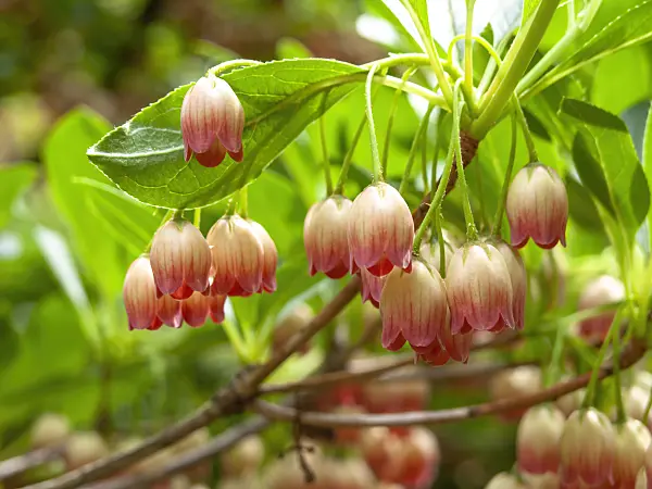 437336 - Enkianthus campanulatus
