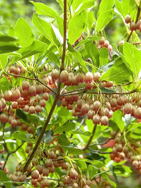 437337 - Enkianthus campanulatus