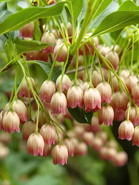 437338 - Enkianthus campanulatus