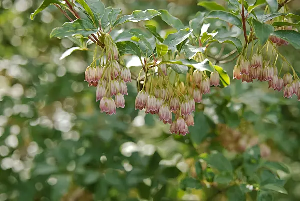 490060 - Enkianthus campanulatus