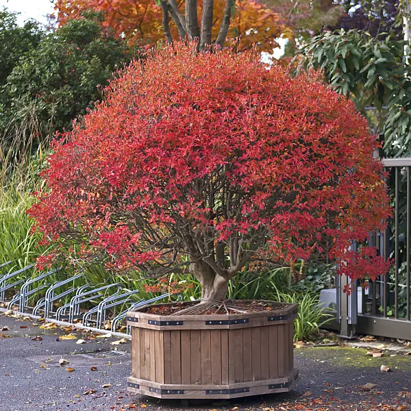 517173 - Enkianthus campanulatus