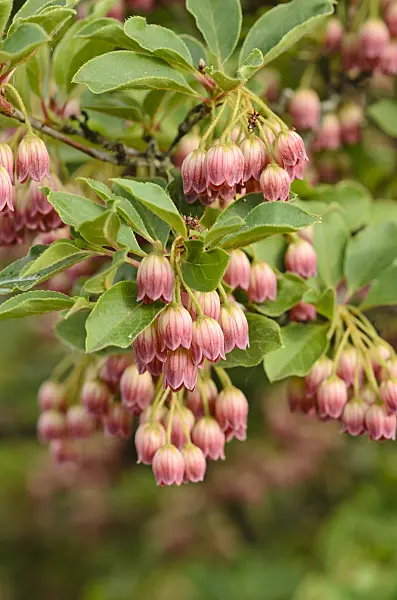 520403 - Enkianthus campanulatus