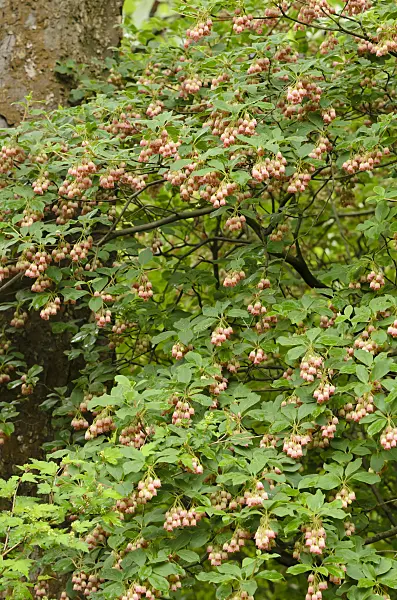 520459 - Enkianthus campanulatus