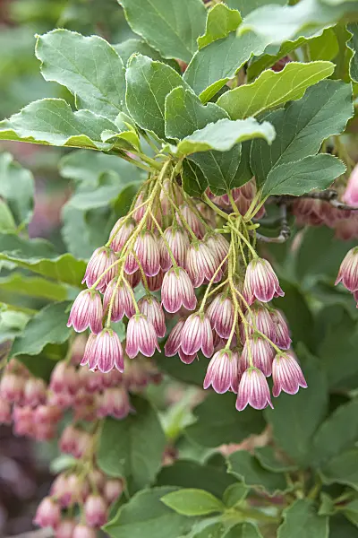 638094 - Enkianthus campanulatus
