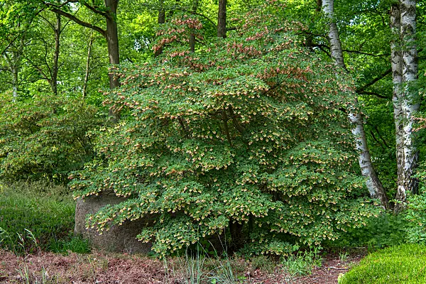 675025 - Enkianthus campanulatus