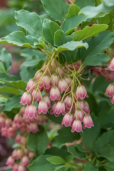675028 - Enkianthus campanulatus