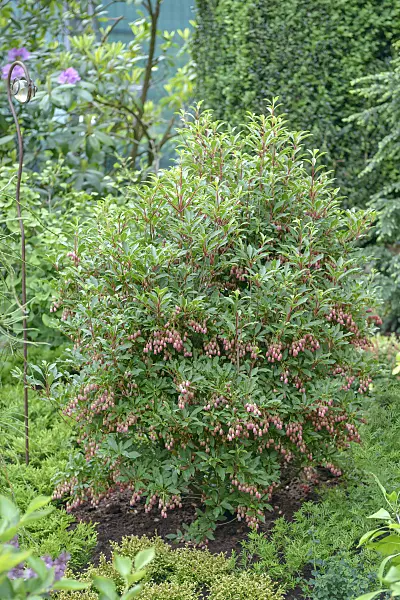 558097 - Enkianthus campanulatus 'Red Bells'