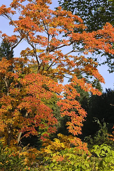 489083 - Enkianthus perulatus