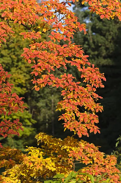 489084 - Enkianthus perulatus