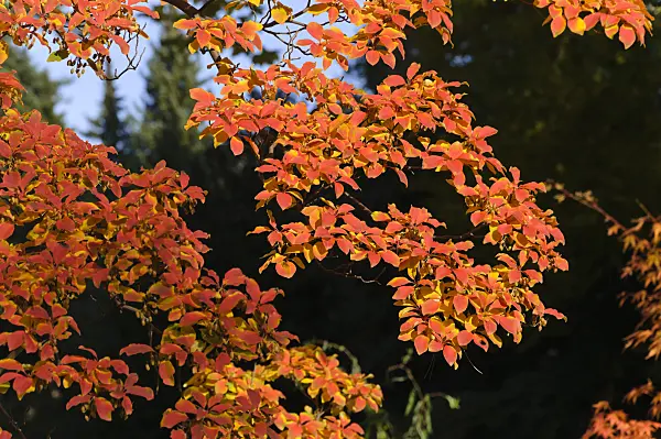 489085 - Enkianthus perulatus