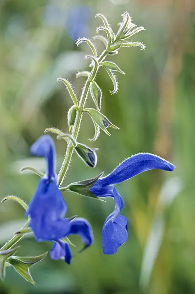 433239 - Enziansalbei (Salvia patens)