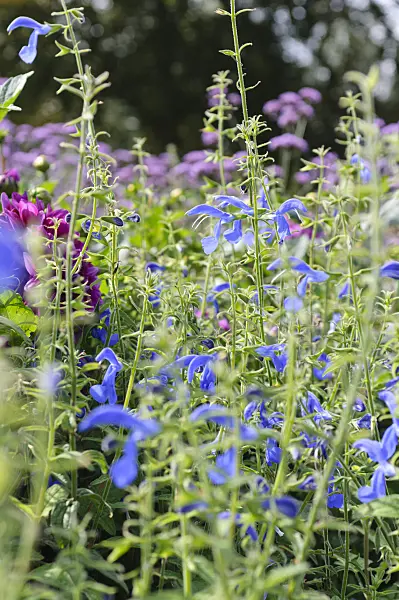 487240 - Enziansalbei (Salvia patens 'Blue Angel')