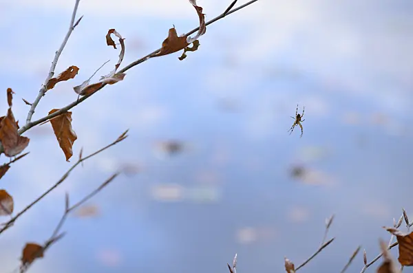 525446 - Épeire diadème (Araneus diadematus) est suspendue à un fil d'araignée sous une branche, dans un ciel bleu