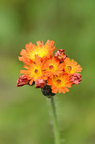 535048 - Epervière dorée (Hieracium aurantiacum)