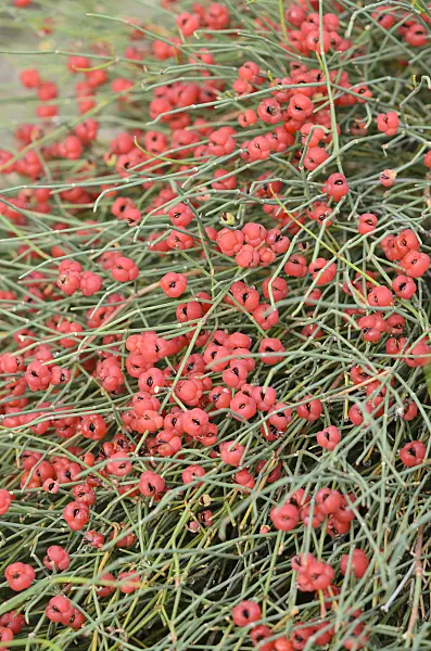 534485 - Ephedra distachya