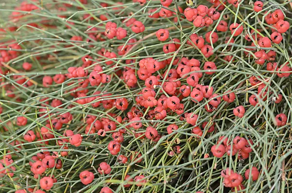 534486 - Ephedra distachya