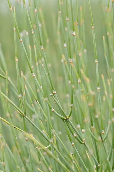 473175 - Ephedra major