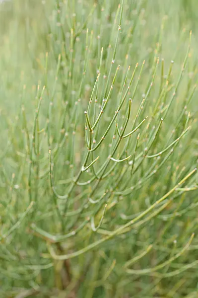 473176 - Ephedra major