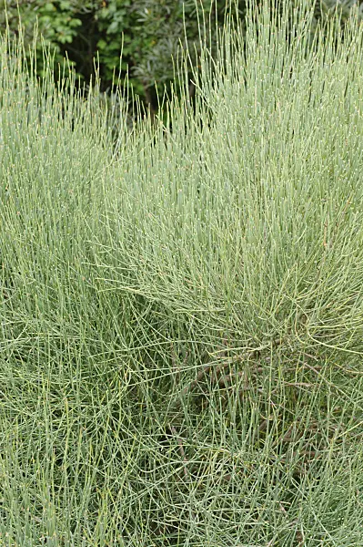473177 - Ephedra major