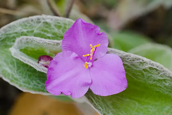 672007 - Éphémère (Tradescantia sillamontana)