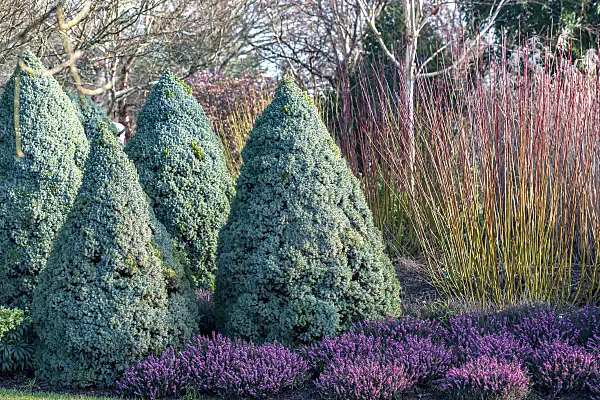 664315 - Épicéa blanc (Picea glauca 'Alberta Blue')